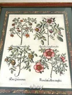 1613 Basilius Bessler Rare Engraving Hortus Eystettensis Botanical 17th Century