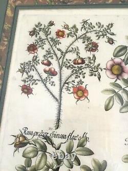 1613 Basilius Bessler Rare Engraving Hortus Eystettensis Botanical 17th Century