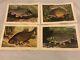 1962 Rare Prints X 4 Diff Fish By Bernard Venables Published By Angling Prints