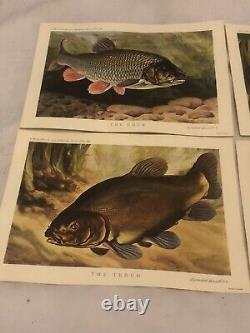 1962 Rare Prints X 4 Diff Fish By Bernard Venables Published by Angling Prints
