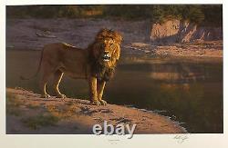 ANTHONY GIBBS Evening Glare lion SIGNED LTD EDITION! SIZE49cm x 72cm NEW RARE