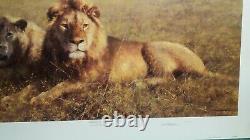 David Shepherd Serengeti Friends Limited Edition Lions Rare Only 350 Copies