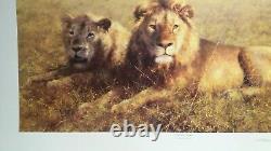 David Shepherd Serengeti Friends Limited Edition Lions Rare Only 350 Copies