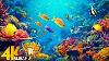 New 11hr Stunning 4k Underwater Footage Rare U0026 Colorful Sea Life Video Relaxing Sleep Music 72