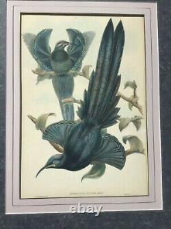Rare John Gould The Birds of New Guinea Epimachus Ellioti Black Sicklebill