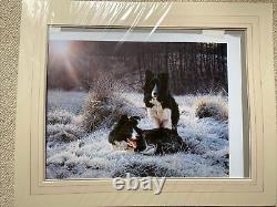 Steven Townsend'Early Light' Rare Limited Edition Print Collie Dog