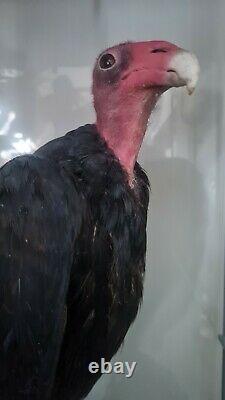 Turkey Vulture Taxidermy Rare Find