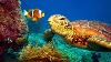 11 Heures Stunning 4k Sous-marine Film Musique Nature Relaxation Rare Mer Colorée Vie U0026 Vidéo