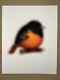 Mike Mitchell Oriole Fat Bird Blur Blur Chase Variante Affiche D'impression Art Rare