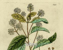 Rare Imprimé Antique-nouveau Jersey Tea-ceanothus-happe-1788