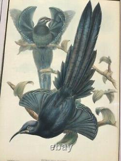 Rare John Gould Les Oiseaux De La Nouvelle Guinée Epimachus Ellioti Black Sicklebill
