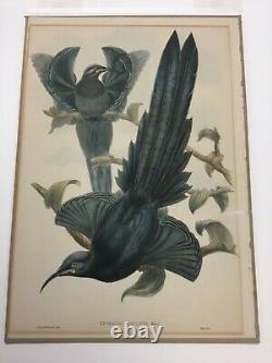 Rare John Gould Les Oiseaux De La Nouvelle Guinée Epimachus Ellioti Black Sicklebill