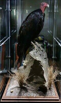 Turquie Vulture Taxidermie Rare Trouver