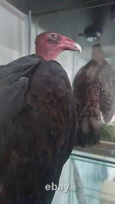 Turquie Vulture Taxidermie Rare Trouver